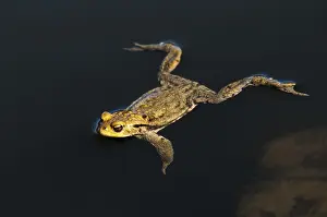 European Amphibians Drucke: Bufo bufo, common toad, amphibians