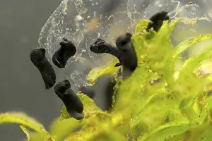 Amphibian Development Stages Drucke: Bufo bufo, common toad, amphibians