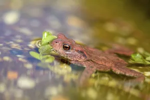 Wild Animal Photos Drucke: Bufo bufo, common toad, amphibians