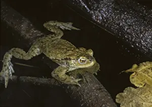 Common Toad Drucke: Bufo bufo, common toad, toad, amphibians
