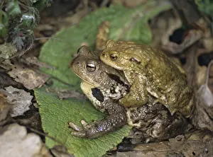 Common Toad Drucke: Bufo bufo, common toad, toad, amphibians
