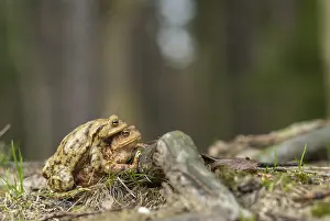 European Toad Drucke: Bufo bufo, common toad, toad, amphibians