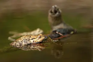 Bufo bufo, Gemeiner Kröte, Kröte, Amphibien