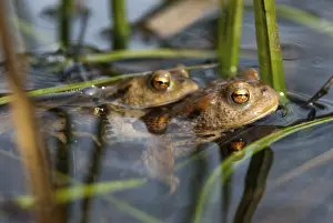 True Toads Habitat Drucke: Bufo bufo, common toad, toad, amphibians