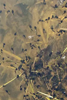 Animals In The Wild UK Drucke: Bufo bufo, common toad, toad, amphibians