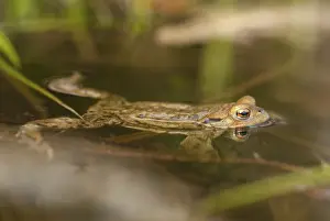 Common Toad Drucke: Bufo bufo, common toad, toad, amphibians