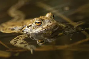European Toad Habitat Drucke: Bufo bufo, common toad, toad, amphibians