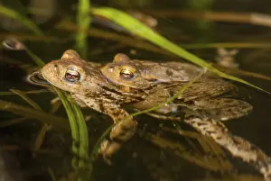 True Toads Habitat Drucke: Bufo bufo, common toad, toad, amphibians