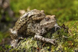 Bufo Bufo Species Drucke: Bufo bufo, common toad, toad, amphibians