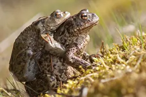 Common Toad Drucke: Bufo bufo, common toad, toad, amphibians
