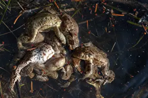 Batrachian Mating Season Drucke: Bufo bufo, common toad, toad, amphibians