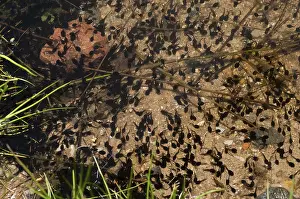 Common Toad Drucke: Bufo bufo, common toad, toad, amphibians