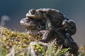 Common Toad Drucke: Bufo bufo, common toad, toad, amphibians