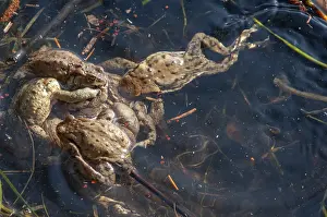 Amphibian Mating Season Drucke: Bufo bufo, common toad, toad, amphibians