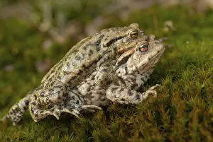 Common Toad Drucke: Bufo bufo, common toad, toad, amphibians