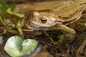 Wildlife Batrachians Drucke: Bufo bufo, common toad, toad, amphibians