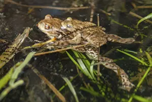 Natural Environments Photos Drucke: Bufo bufo, common toad, toad, amphibians