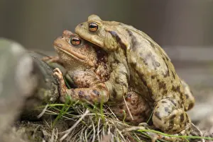 Common Toad Drucke: Bufo bufo, common toad, toad, amphibians