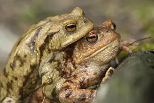 European Toad Drucke: Bufo bufo, common toad, toad, amphibians