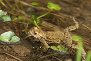 True Toads Habitat Drucke: Bufo bufo, common toad, toad, amphibians