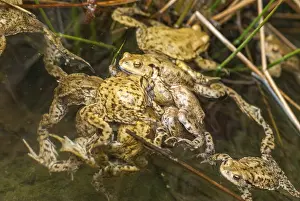 True Toads Habitat Drucke: Bufo bufo, common toad, toad, amphibians