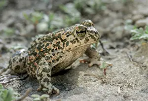 Bufo viridis, Bufotes viridis, grüner Kröte