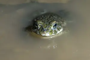Drucke von Bufo viridis, Bufotes viridis, grüner Kröte, Kröte, Amphibien, Amphibien, Kröten, Amphibien Kröten Drucke: Bufo viridis, Bufotes viridis, grüner Kröte
