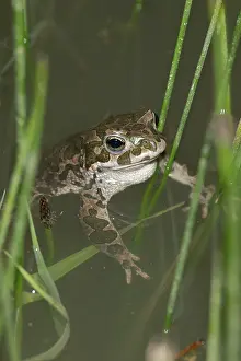 Drucke von Bufo viridis, Bufotes viridis, grüner Kröte, Kröte, Amphibien, Amphibien, Paarungsverhalten , Ruf , Verhaltensweise zur Paarung , hoher Größe , Portraitformat , Kröten , Amphibien Ruf Kröten Drucke: Bufo viridis, Bufotes viridis, grüner Kröte