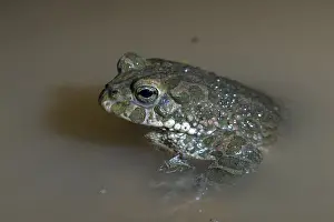Drucke von Bufo viridis, Bufotes viridis, grüner Kröte, Kröte, Amphibien, Amphibien, Kröten, Amphibien Kröten Drucke: Bufo viridis, Bufotes viridis, grüner Kröte