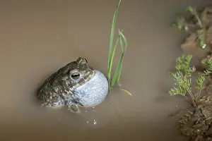 Drucke von Bufo viridis, Bufotes viridis, grüner Kröte, Kröte, Amphibien, Amphibien, Paarungsverhalten, Ruf , Paarungsdisplay , Kröten , Amphibien Ruf Kröten Drucke: Bufo viridis, Bufotes viridis, grüner Kröte