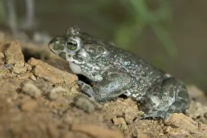 Drucke von Bufo viridis, Bufotes viridis, grüner Kröte, Kröte, Amphibien, Amphibien, Kröten, Amphibien Kröten Drucke: Bufo viridis, Bufotes viridis, grüner Kröte