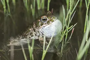 Drucke von Bufo viridis, Bufotes viridis, grüner Kröte, Kröte, Amphibien, Amphibien, Paarungsverhalten, Ruf, Paarungsdisplay , Kröten , Amphibien , Ruf Kröten Drucke: Bufo viridis, Bufotes viridis, grüner Kröte