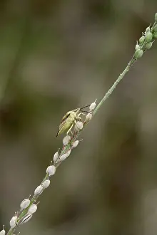 Deserted European Garden Scene Drucke: Bug in a garden, summer, Germany