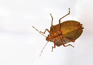 Studio Shot Of A Bug Drucke: Bug (gr. Heteroptera) studio shot