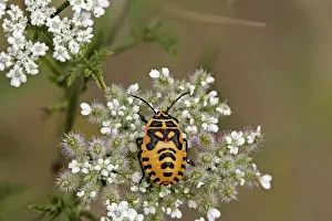 Flower Visiting Insects Drucke: Bug larvae