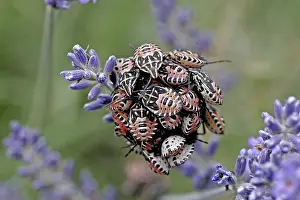 Flower Visiting Insects Drucke: Bug larvae