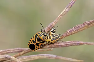 Wildlife Photography Fauna Drucke: Bug larvae