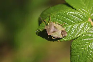 German Bug Depiction Drucke: Bug, September, Germany