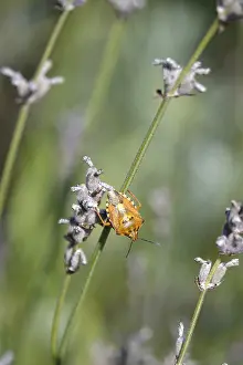 German Bug Depiction Drucke: Bug, Summer, Germany