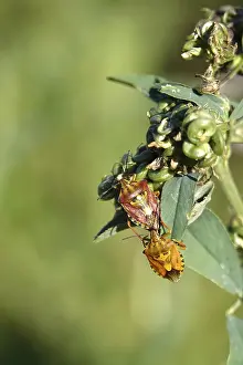 German Bug Depiction Drucke: Bug, Summer, Germany