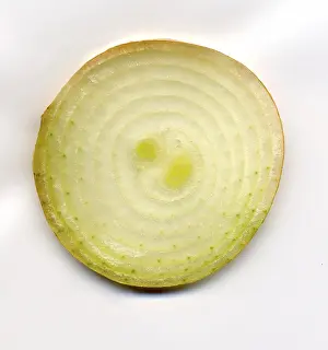 Bulb Vegetable Images Drucke: Bulb