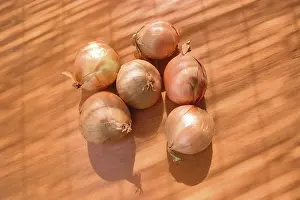 Common Kitchen Onion Drucke: Bulb, onion