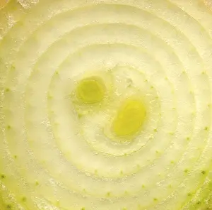 Common Onion Pictures Drucke: Bulb, onion