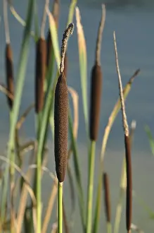 Cattail Plant Drucke: Bulrush or Cattail (Typha)