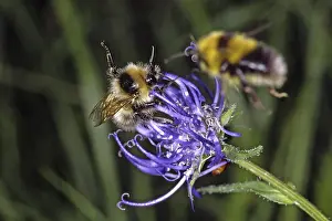 Wildlife Photography Nature Scene Drucke: Bumblebee on devil's claw (Phyteuma)
Bumblebee on devil's claw (Phyteuma)