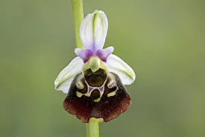 Wildflower Photography Drucke: Bumblebee orchid