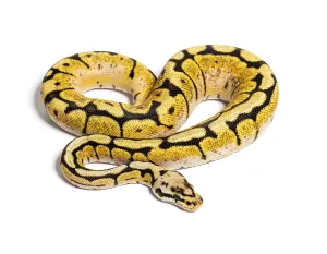 Gerahmter Druck : Bumblebee-Python-Regius, isoliert auf weiß.