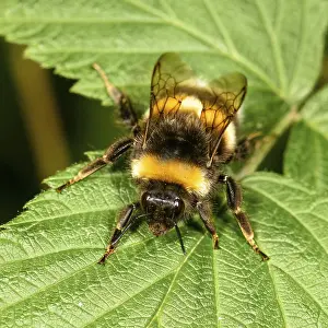 Bright Background Studio Shot Drucke: Bumblebee sitting on a green leaf