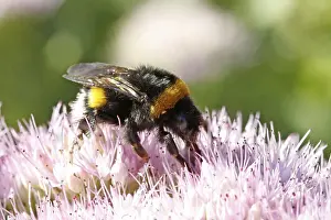 Hymenoptera Insect Images Drucke: Bumblebee visiting flowers