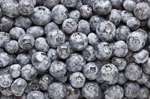 Blueberry Macro Drucke: Bunch of blueberries background macro image
